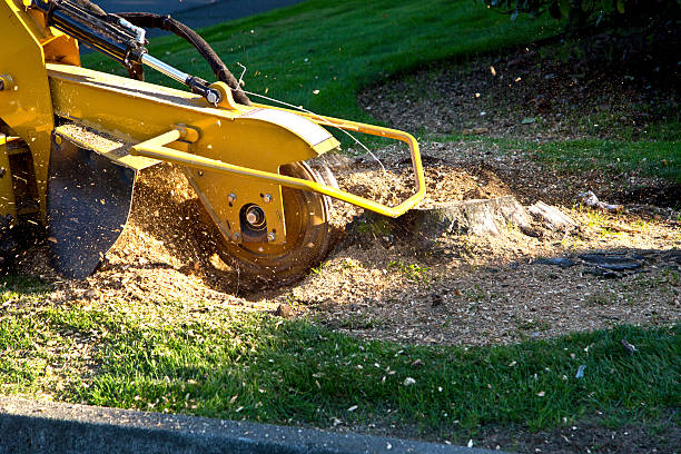 How Our Tree Care Process Works  in  Bemidji, MN